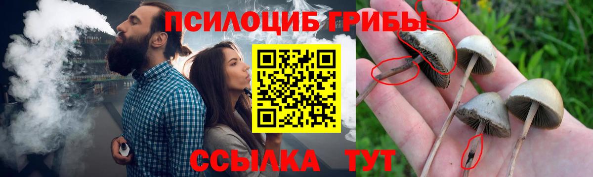 Псилоцибиновые грибы Psilocybe Киселёвск